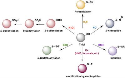Editorial: Molecular Mechanisms of Thiol-Based Redox Homeostasis and Signaling in the Brain